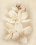 Декор-панно Cersanit Diana Flower 50x40